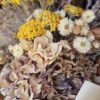 Golden Harvest Dried Flower Bouquet - Image 2
